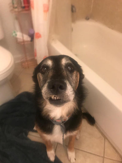 Darlene's dog
