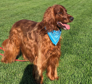 Customer's dog