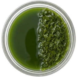 Algae