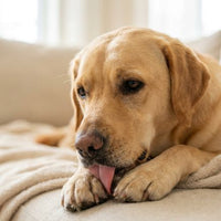 For dogs constantly shaking, scratching and battling irritated ears.