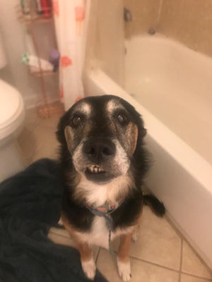 Customer's dog