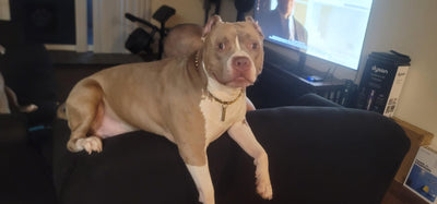 Rachel's dog