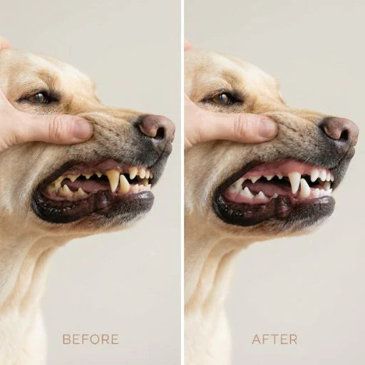 Advanced Plaque Management