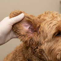 Itchy ears & head-shaking