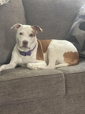 Customer's dog