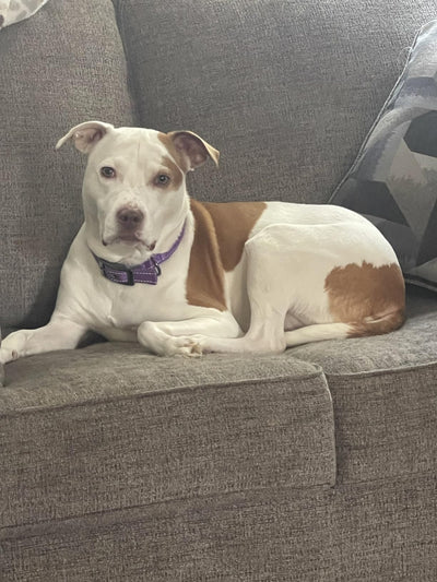 Jennifer's dog