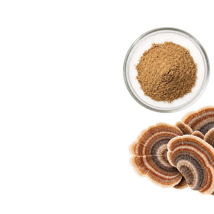 Turkey Tail Mushroom