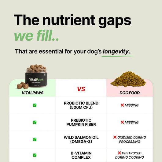 Daily Support Chews for Dogs