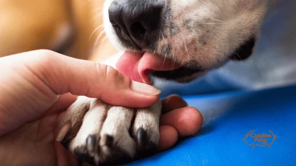 Reported less paw licking