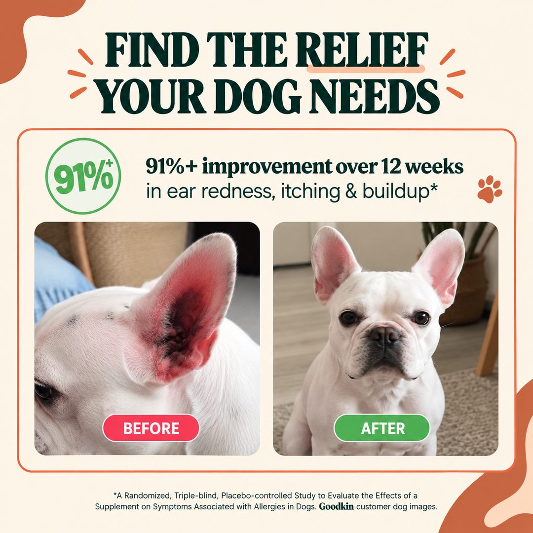 Before and after: a French bulldog's red, inflamed ear now healthy - 91%+ improvement in ear redness, itching and buildup over 12 weeks