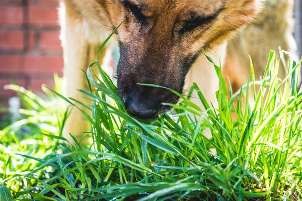 Reported less grass cravings