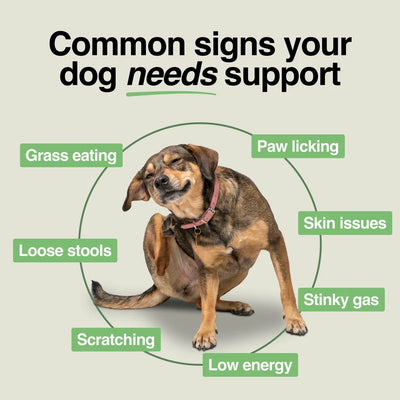Daily Support Chews for Dogs