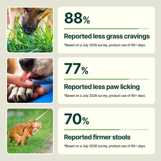 Daily Support Chews for Dogs